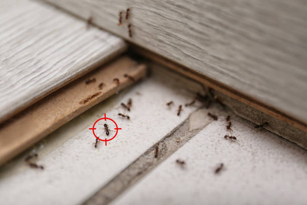Best Pest Prevention Services  in Brook Highland, AL