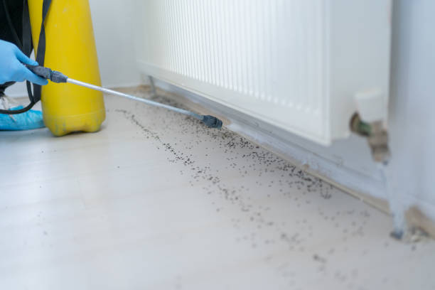 Best Mosquito Control Services  in Brook Highland, AL